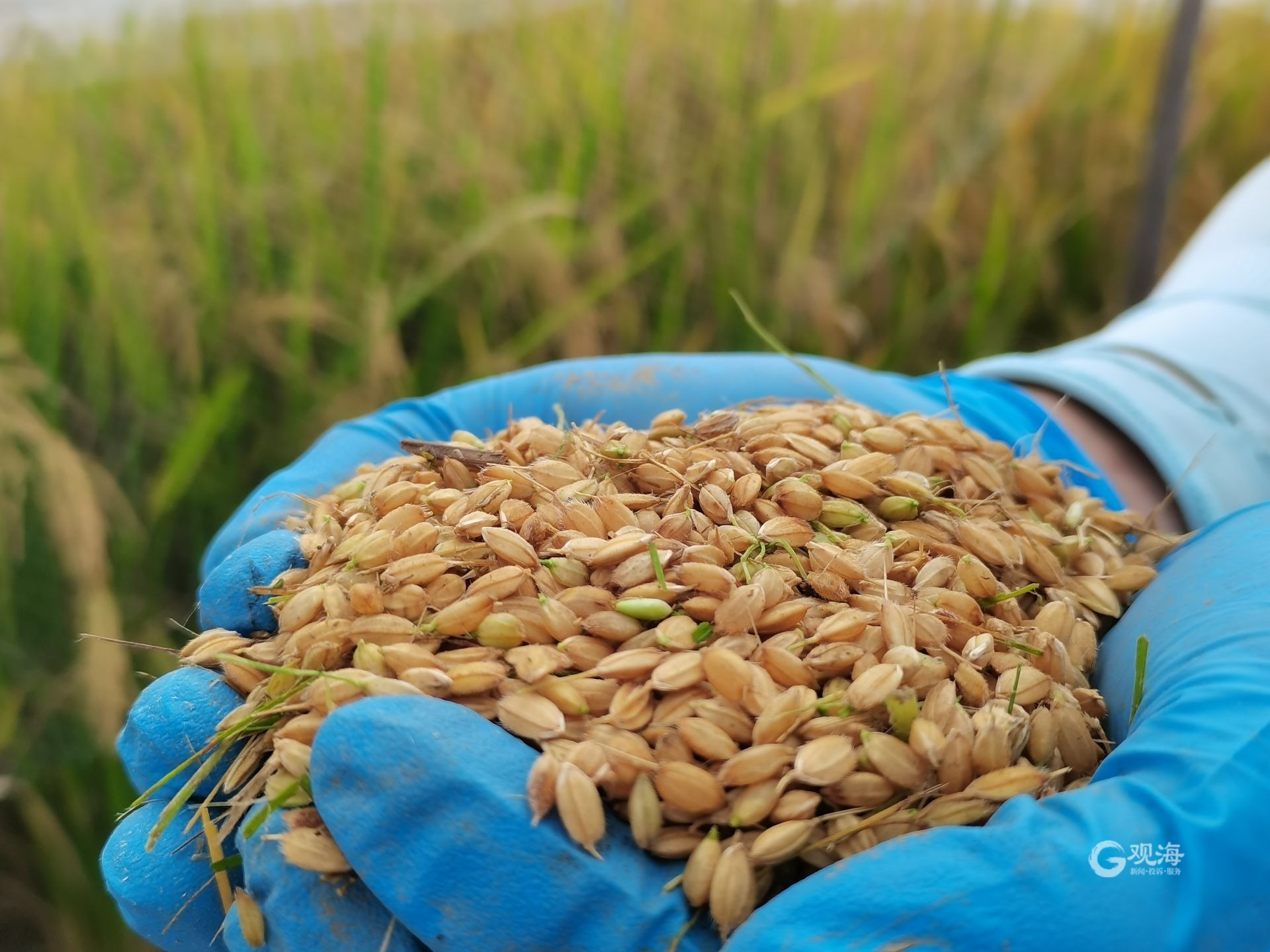 5公斤!青岛海水稻测产再创新高-齐鲁晚报网