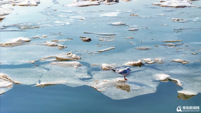 青岛胶州湾海面结冰!"静态海"场景好似流浪地球
