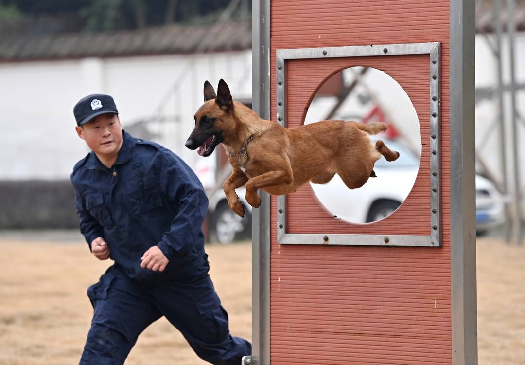 警犬训练基地席清图片