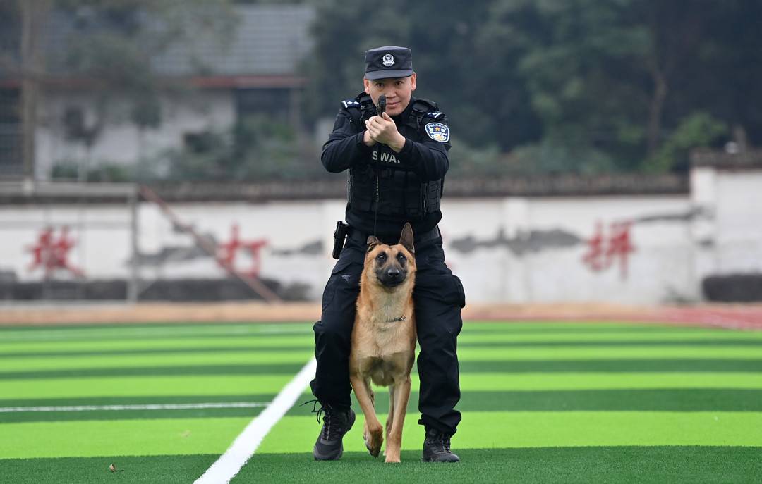 警犬训练简报宣传图片