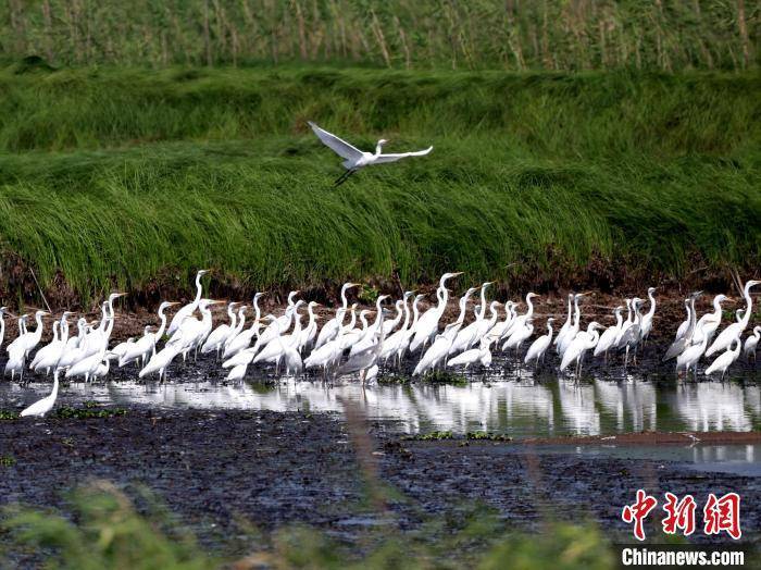 洞庭湖观鸟图片