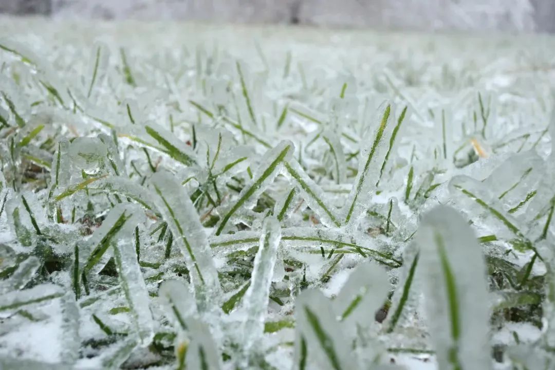 最深积雪10厘米山东三预警齐发日照天气