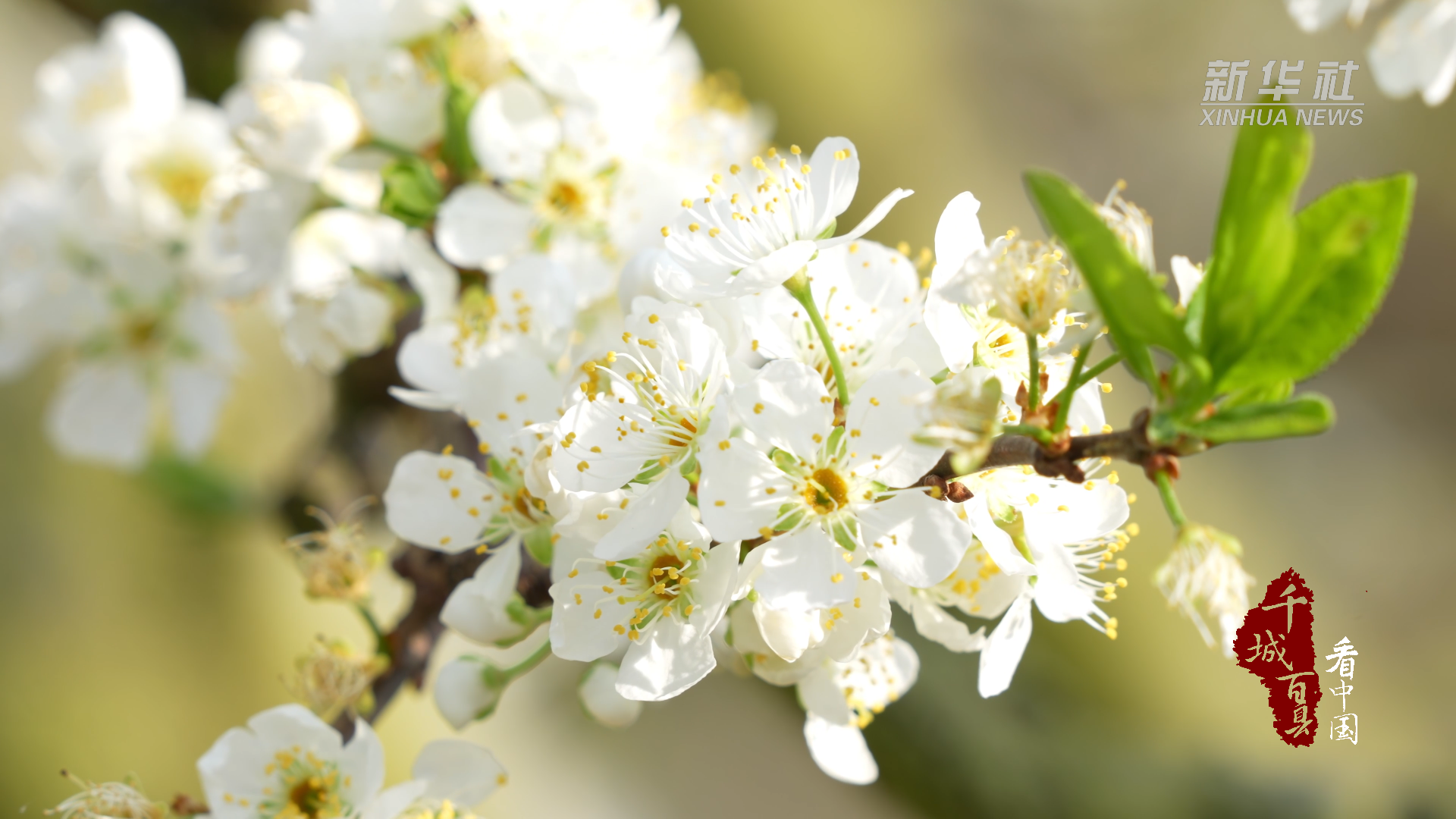 千城百县看中国|福建连城:万亩李花 盛开迎春-齐鲁晚报网