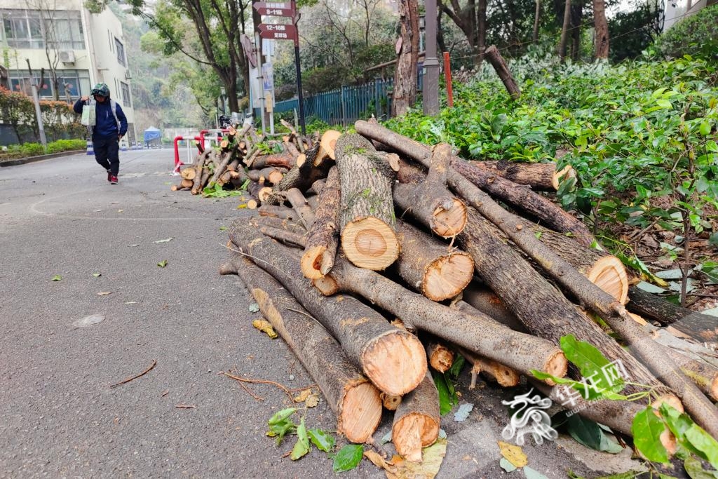 视频  植树节变"砍树节" 重庆一小区树木被"剃光头" 城管执法:违规