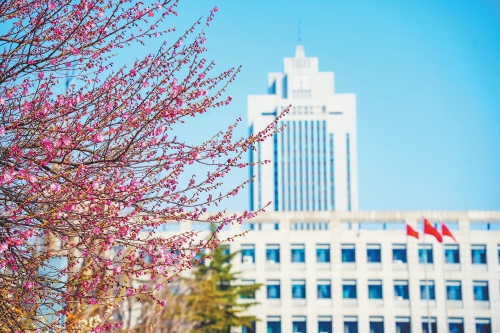 山东大学中心校区里的鲜花陆续盛开,白色的玉兰,粉色的梅花,纷纷绽放