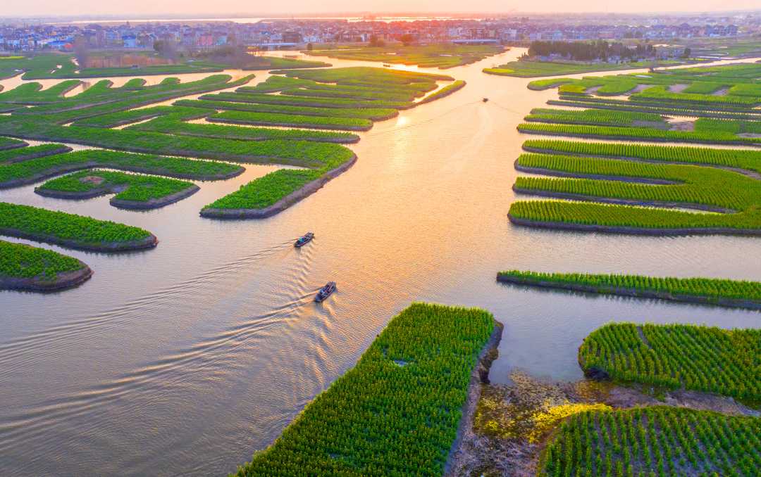 3月21日,江苏省兴化市千垛菜花风景区油菜花次第盛开,吸引不少游客