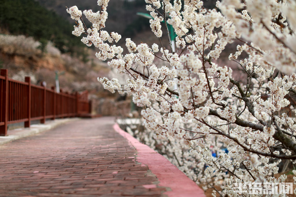 山色峪樱桃节时间图片