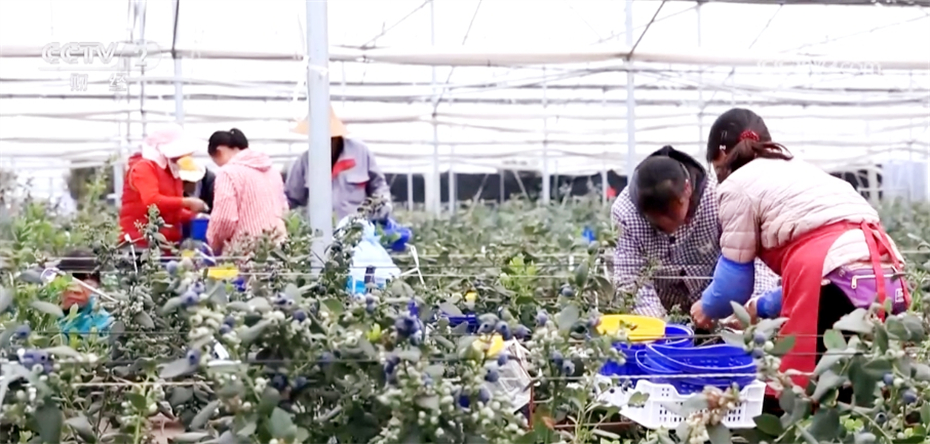 小蓝莓结出致富果农户钱袋子鼓起来迎来莓好生活