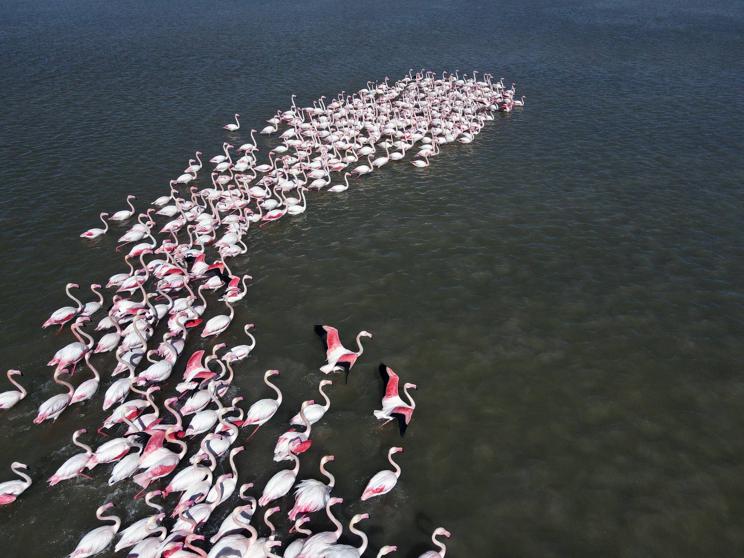 土耳其安卡拉火烈鸟群
