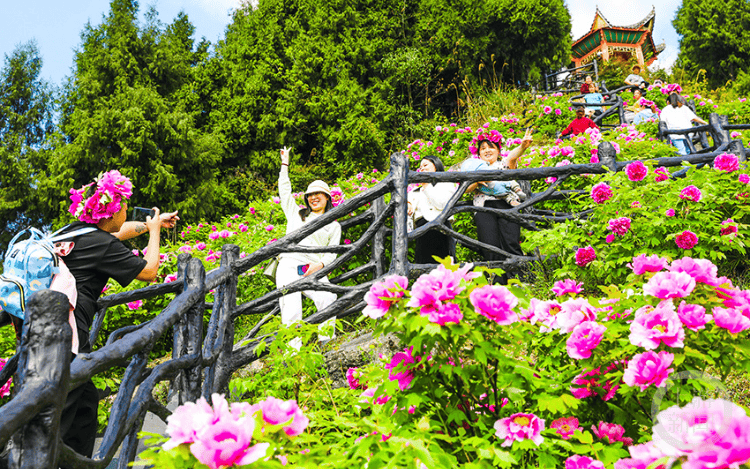 3月25日,垫江县恺之峰旅游区,牡丹园内1000余亩牡丹花次第绽放,吸引