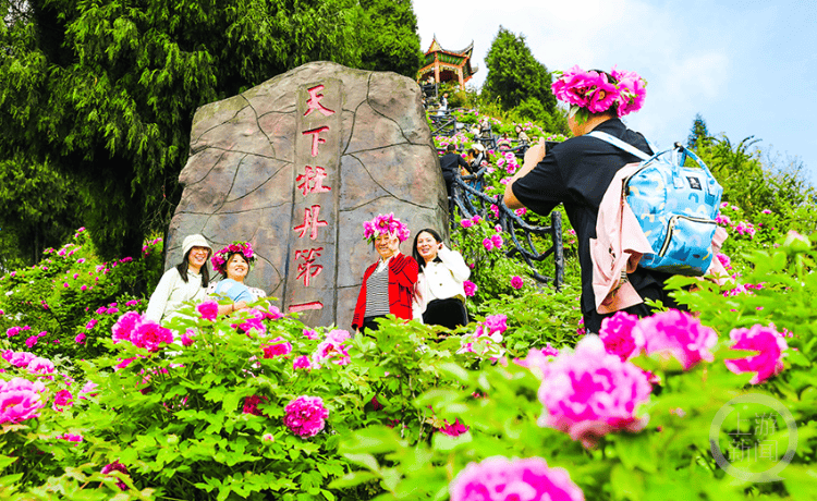 牡丹园里牡丹开 游人如织赏花来-齐鲁晚报网
