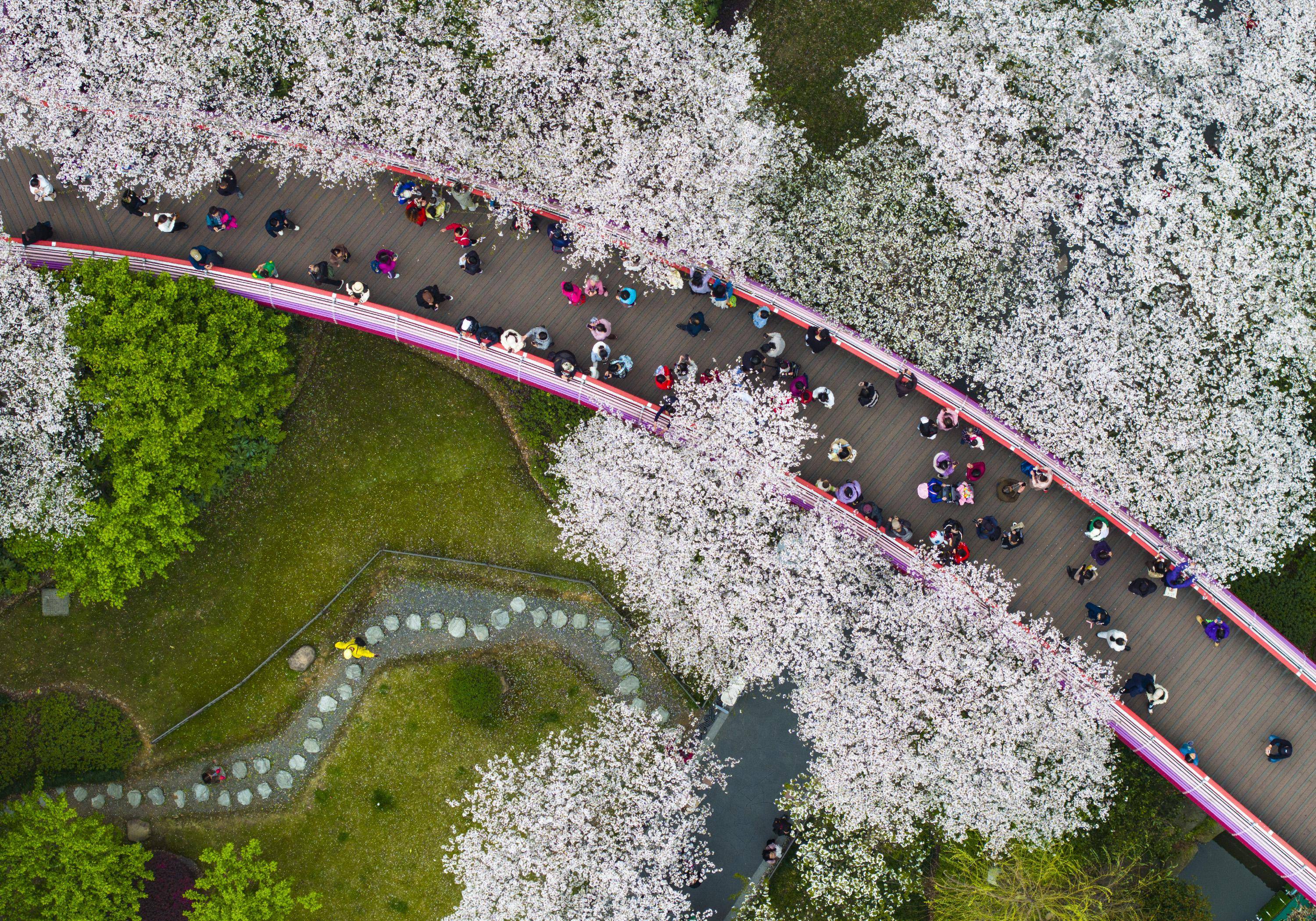 宁波樱花公园多大图片