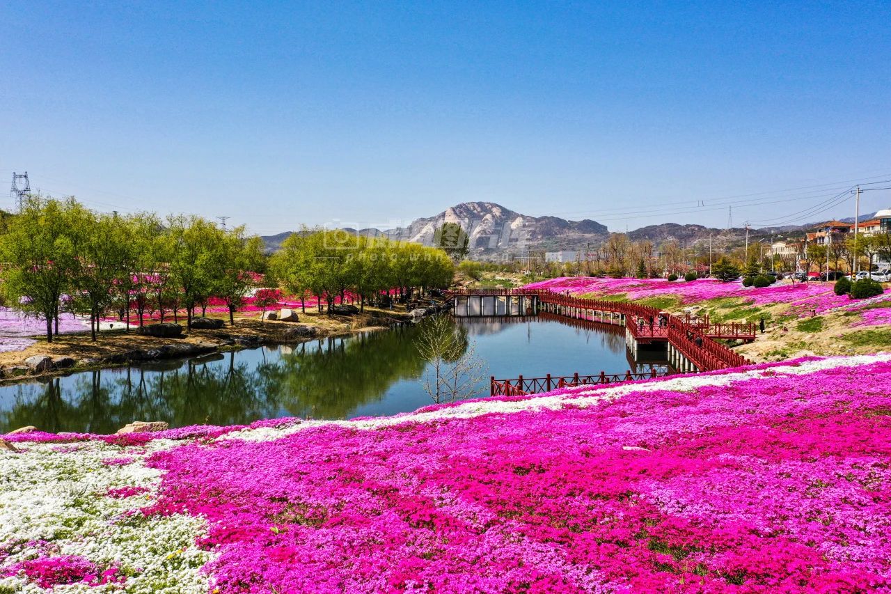 威海赏花好去处图片