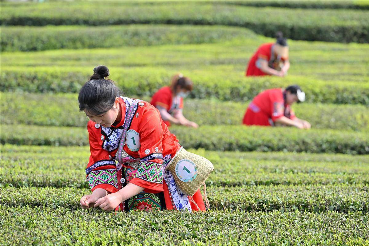 茶园景区赛采茶-齐鲁晚报网
