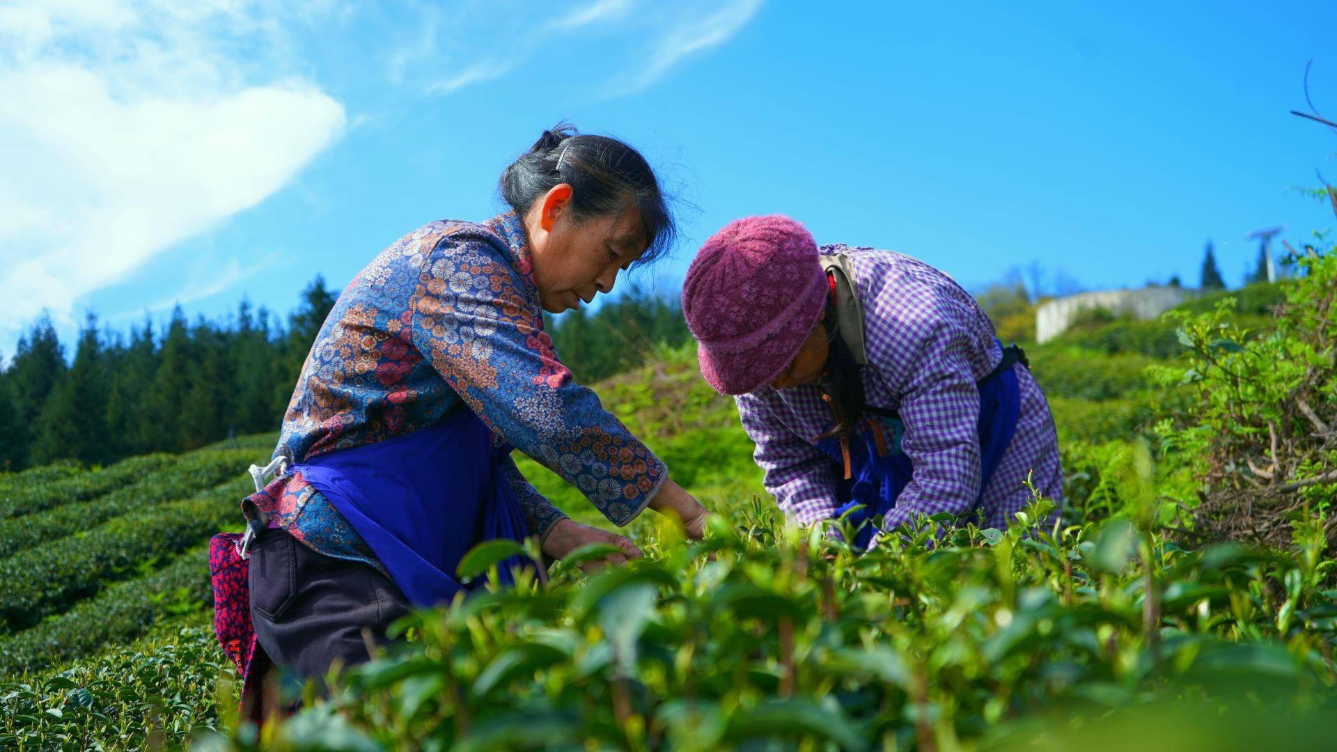 绥江春茶吐绿采茶忙