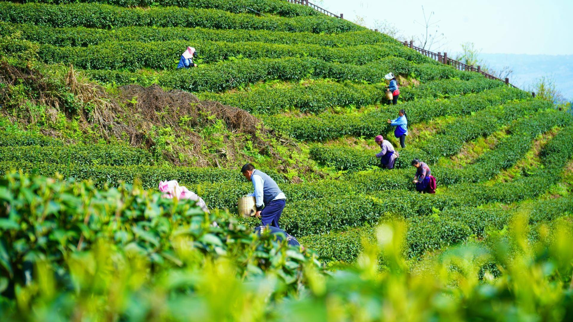 绥江春茶吐绿采茶忙