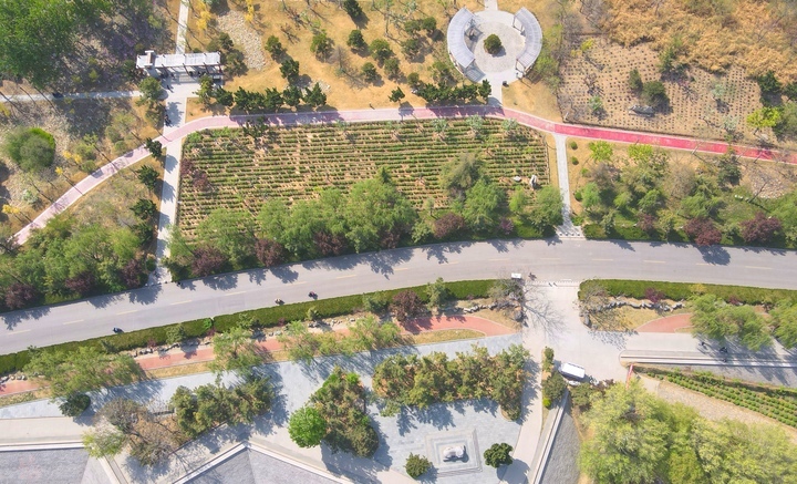 济南黄河生态草坪基地图片