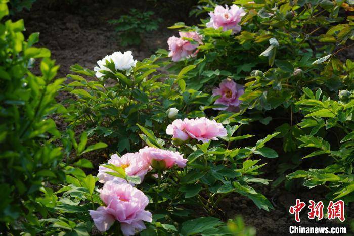 山东菏泽:牡丹花海盛景迎客来