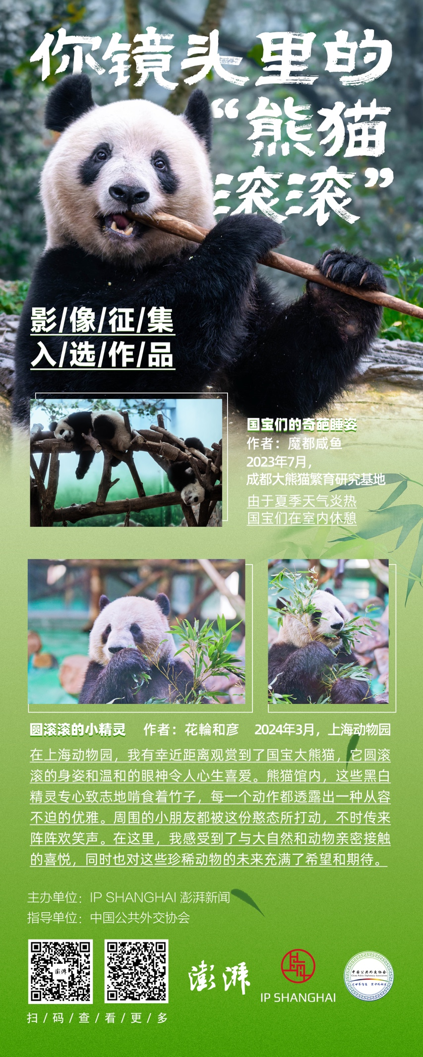 重逢大熊猫香香云连线暨粉丝分享会将于明日在中日两国举行