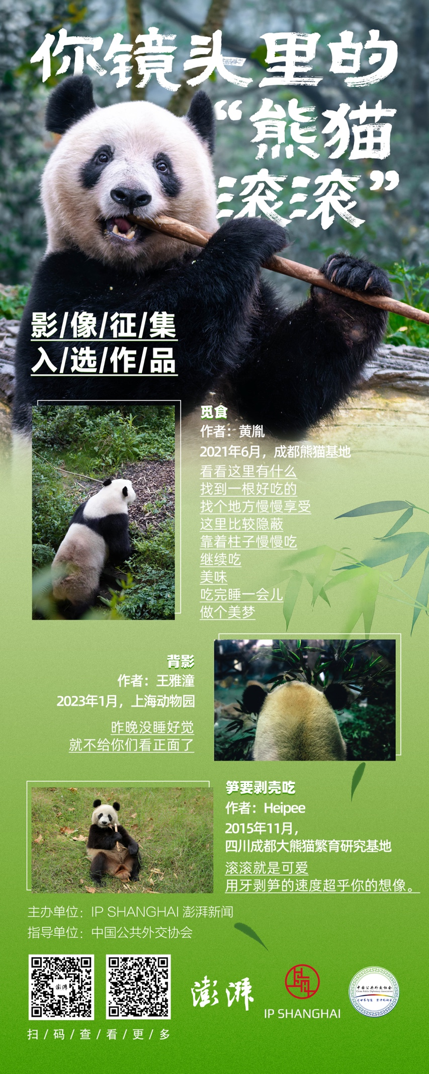 重逢大熊猫香香云连线暨粉丝分享会将于明日在中日两国举行