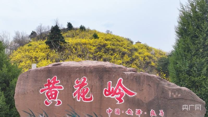 "仲春时节,山西临汾市安泽县黄花岭景区的连翘花迎来盛放期,形成一片
