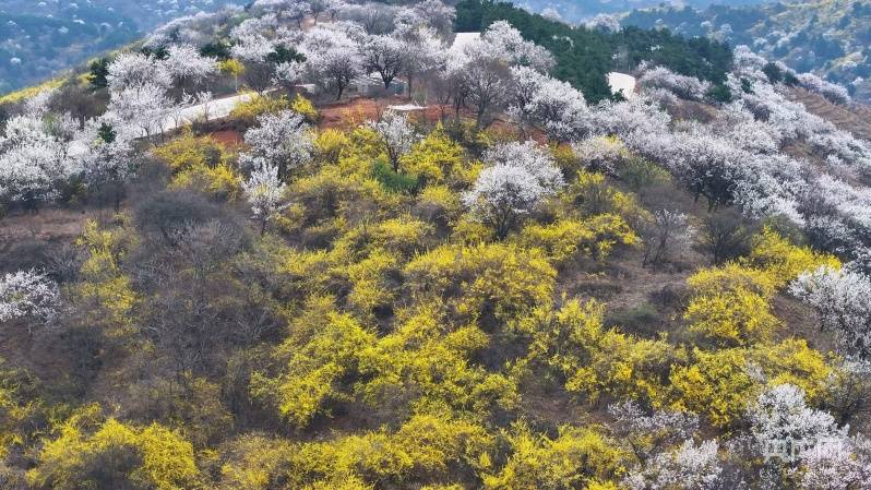 瞰山西安泽黄花岭景区连翘花海美如画