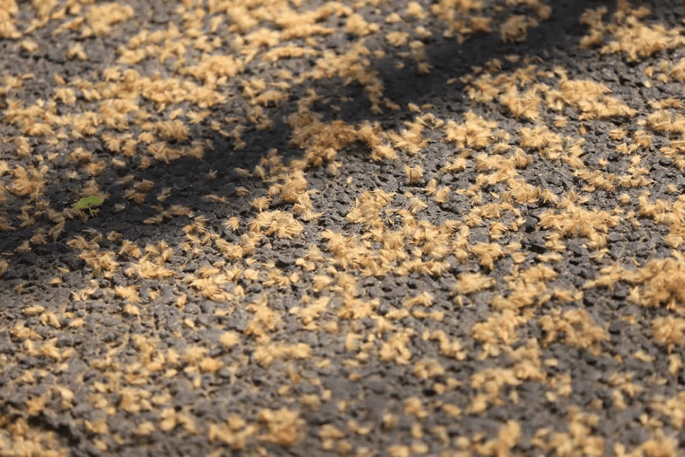 上海预计4月底悬铃木果毛飘絮达峰首次公布可能飘絮道路