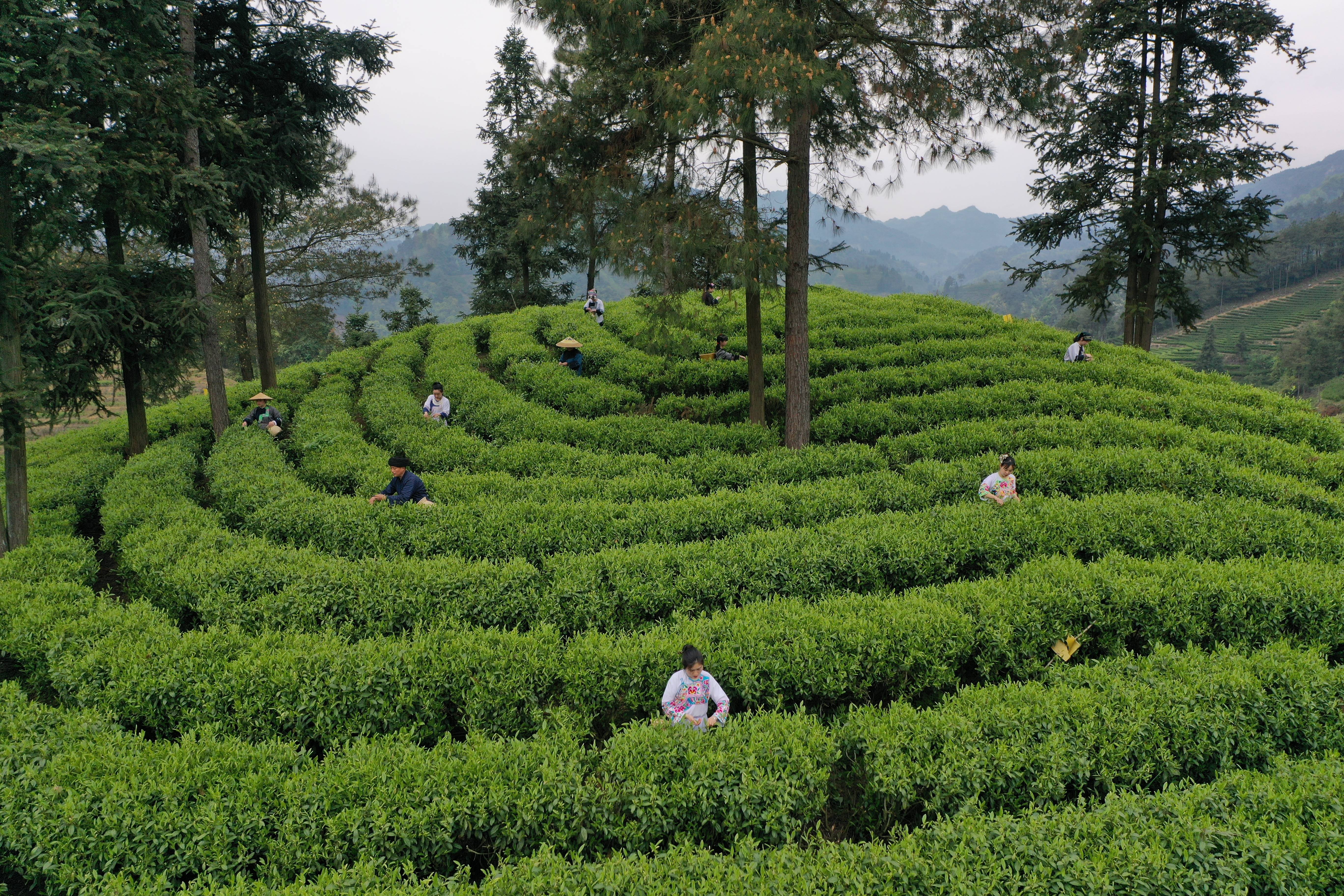 2024年4月6日,游客到隘口茶园旅拍采茶.