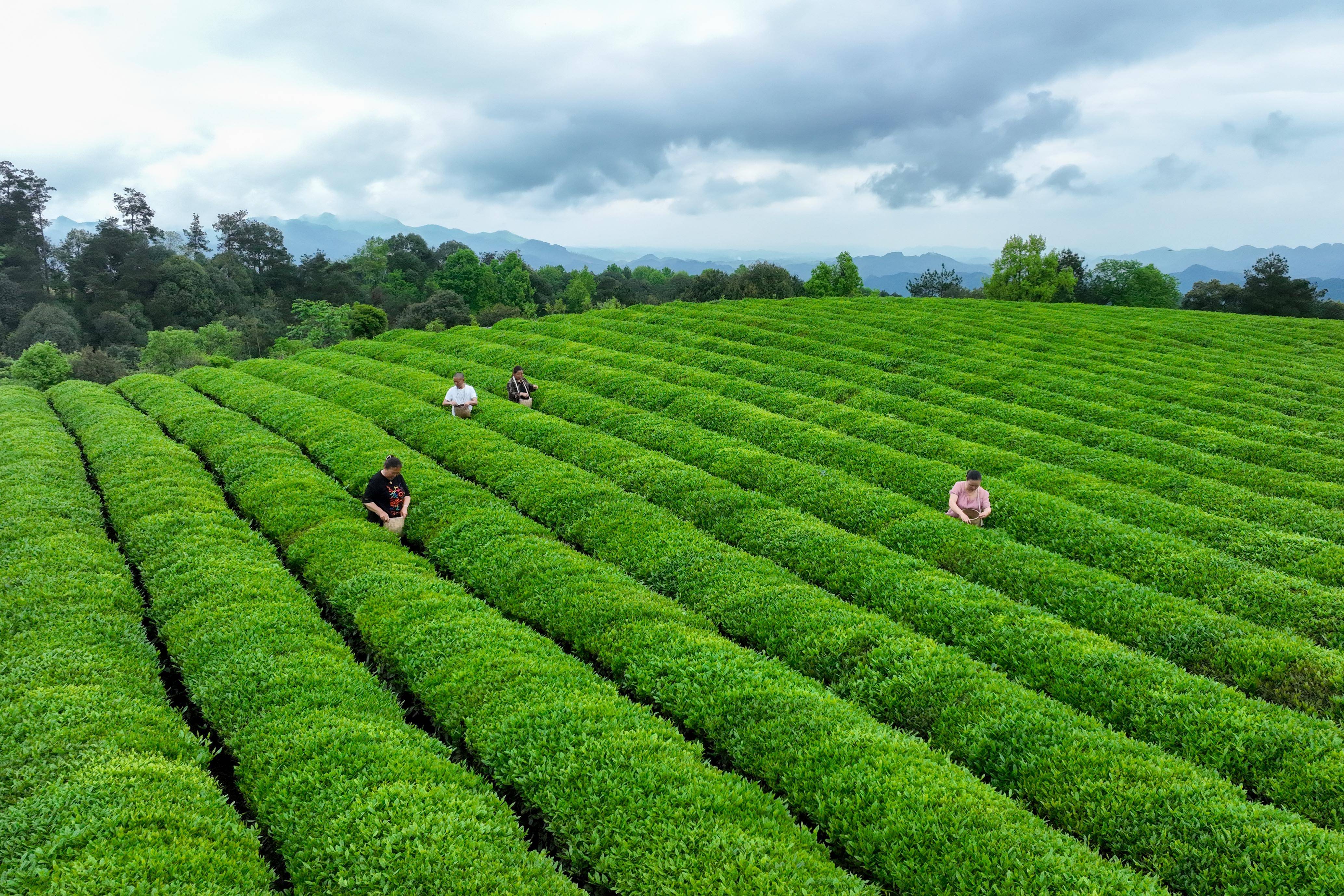 谷雨将至 大地春忙