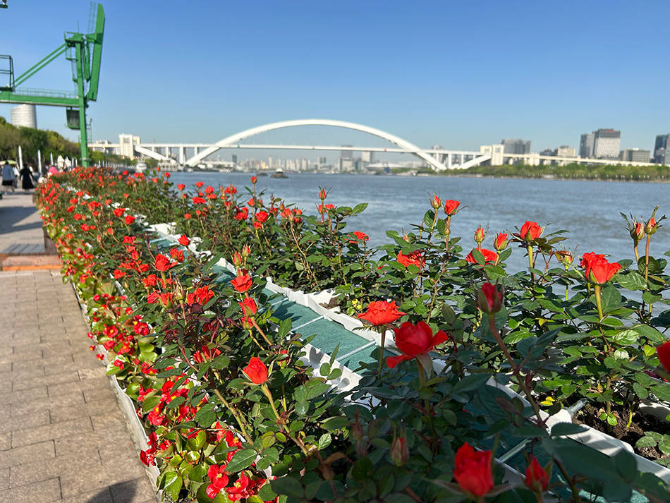 上海徐汇滨江变身花海,网友赞叹"绝美梦幻""美到失语"-齐鲁晚报网