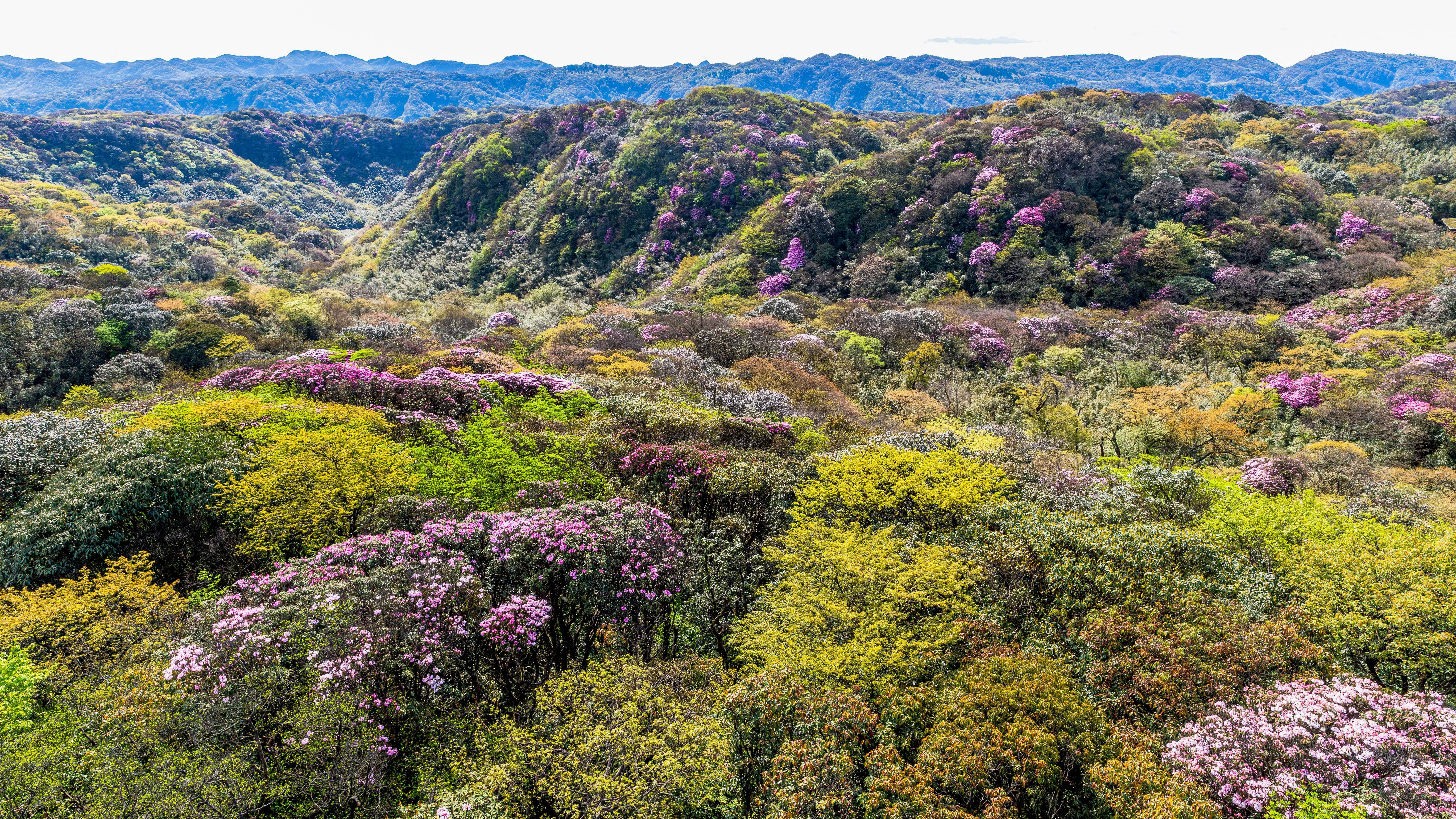 金佛山杜鹃花公园图片