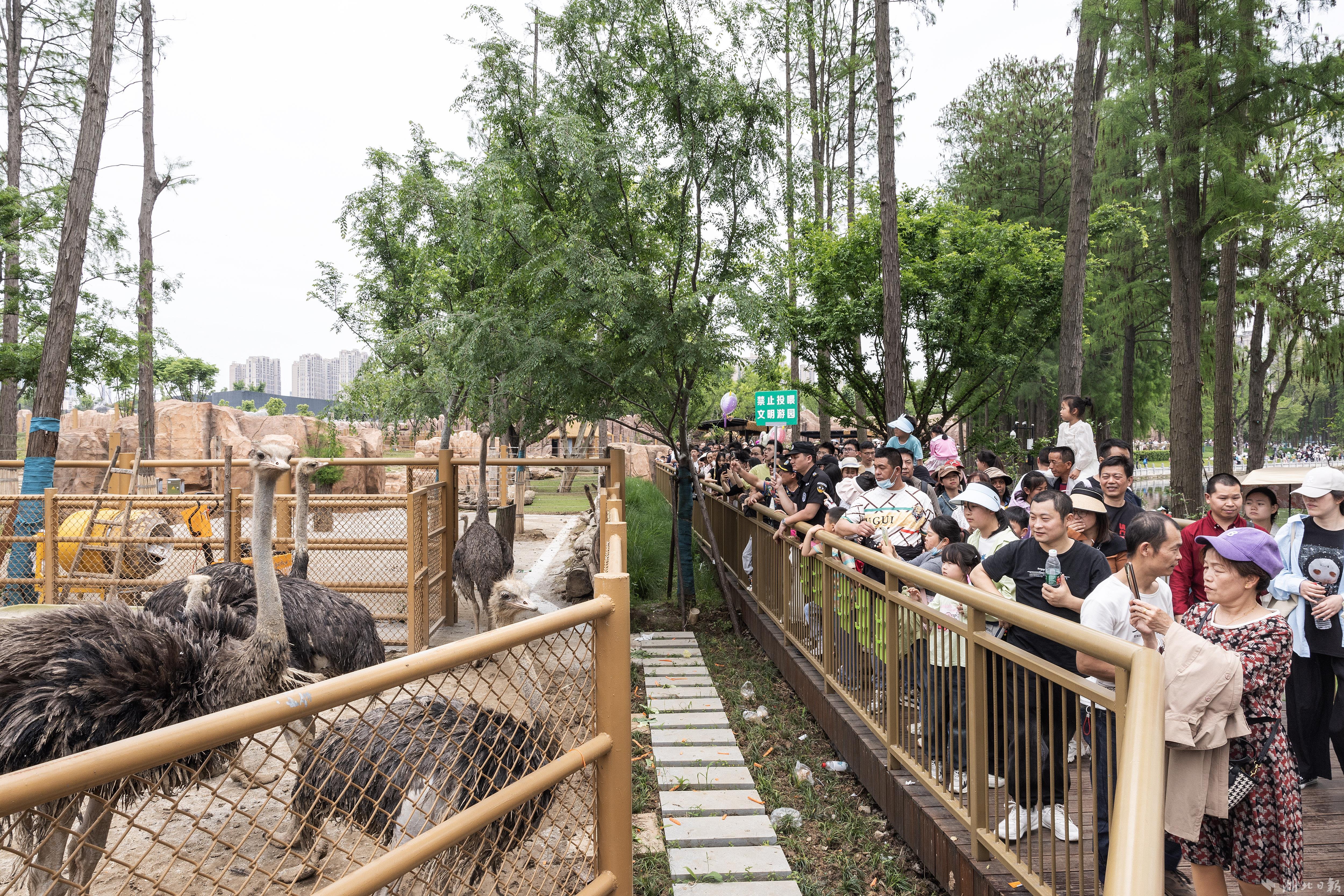 武汉动物园人气爆棚,园方已限流