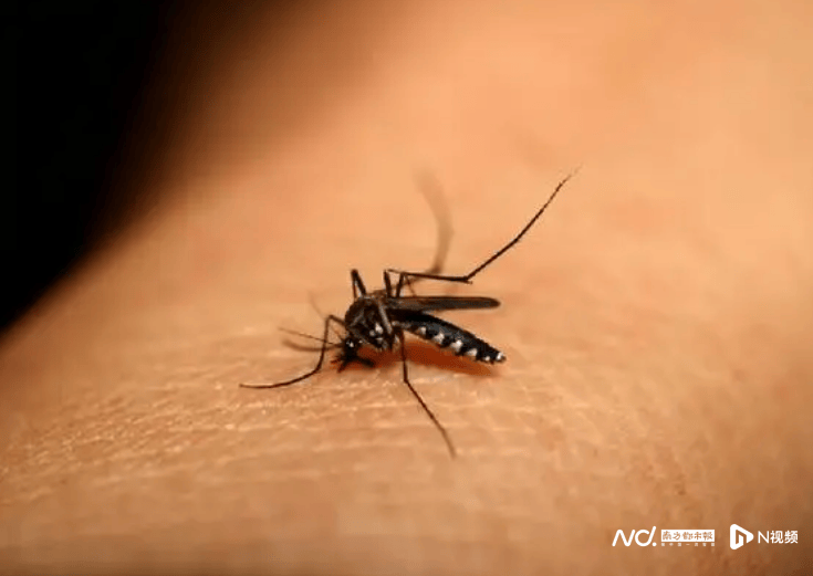 21个监测点蚊媒密度高,公共卫生专家:做好这些预防登革热