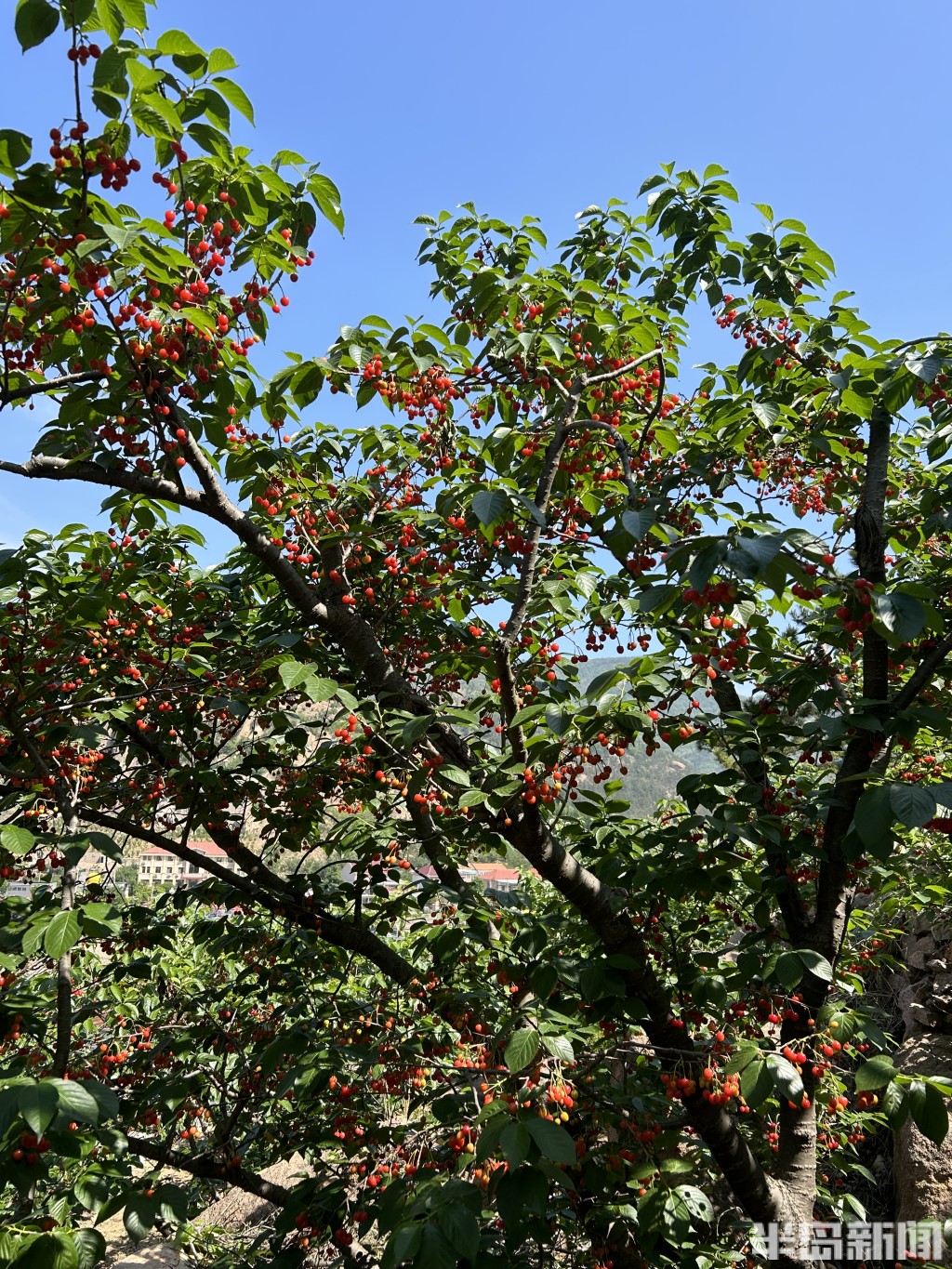 山色峪的樱桃以其卓越的口感和诱人的色泽而声名远扬许多往年的老