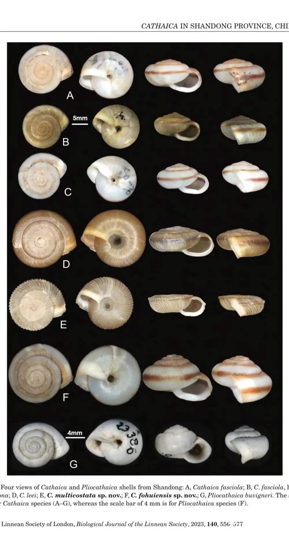 佛慧华蜗牛:佛慧华蜗牛外壳呈低圆锥形,黄白相间,最典型的特征是螺