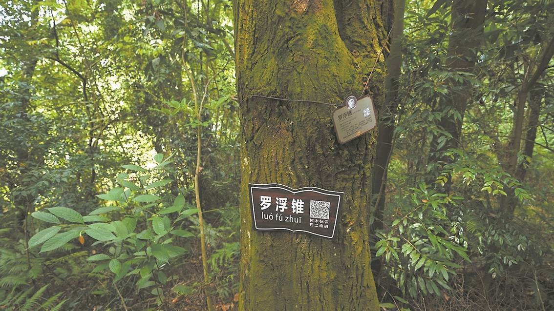 村古树小公园建设完成,面积2000多平方米,共有6株古树,其中5株为榕树