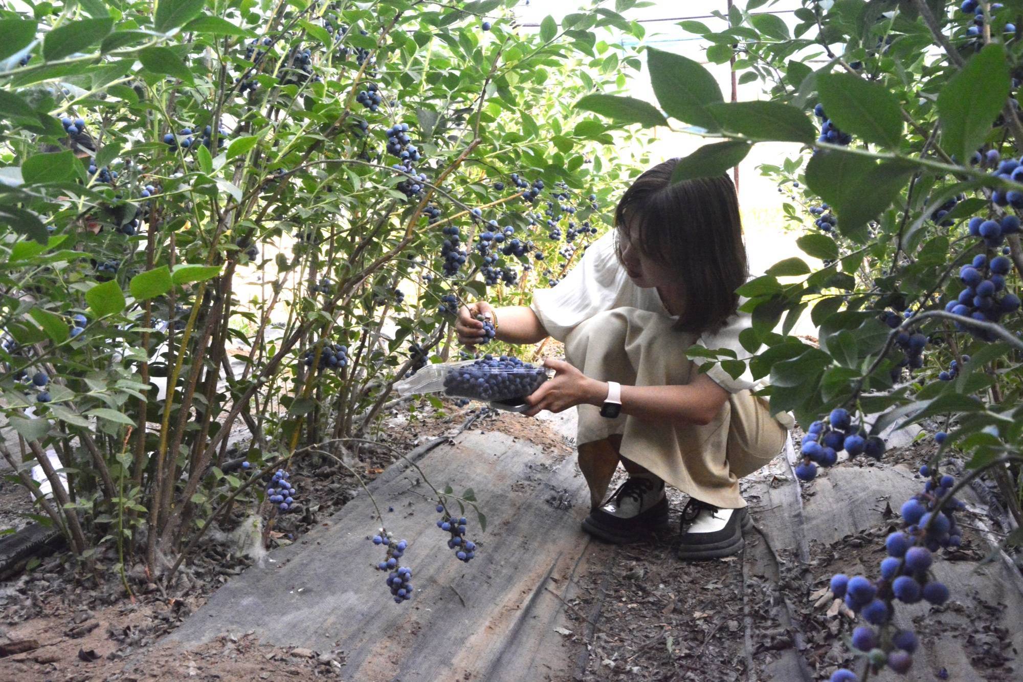 游客正在采摘蓝莓