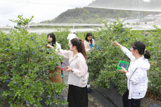 安徽旌德:百亩蓝莓喜丰收 小浆果成致富果