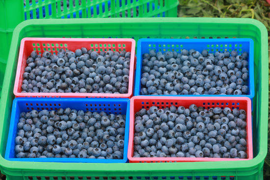 安徽旌德:百亩蓝莓喜丰收 小浆果成致富果