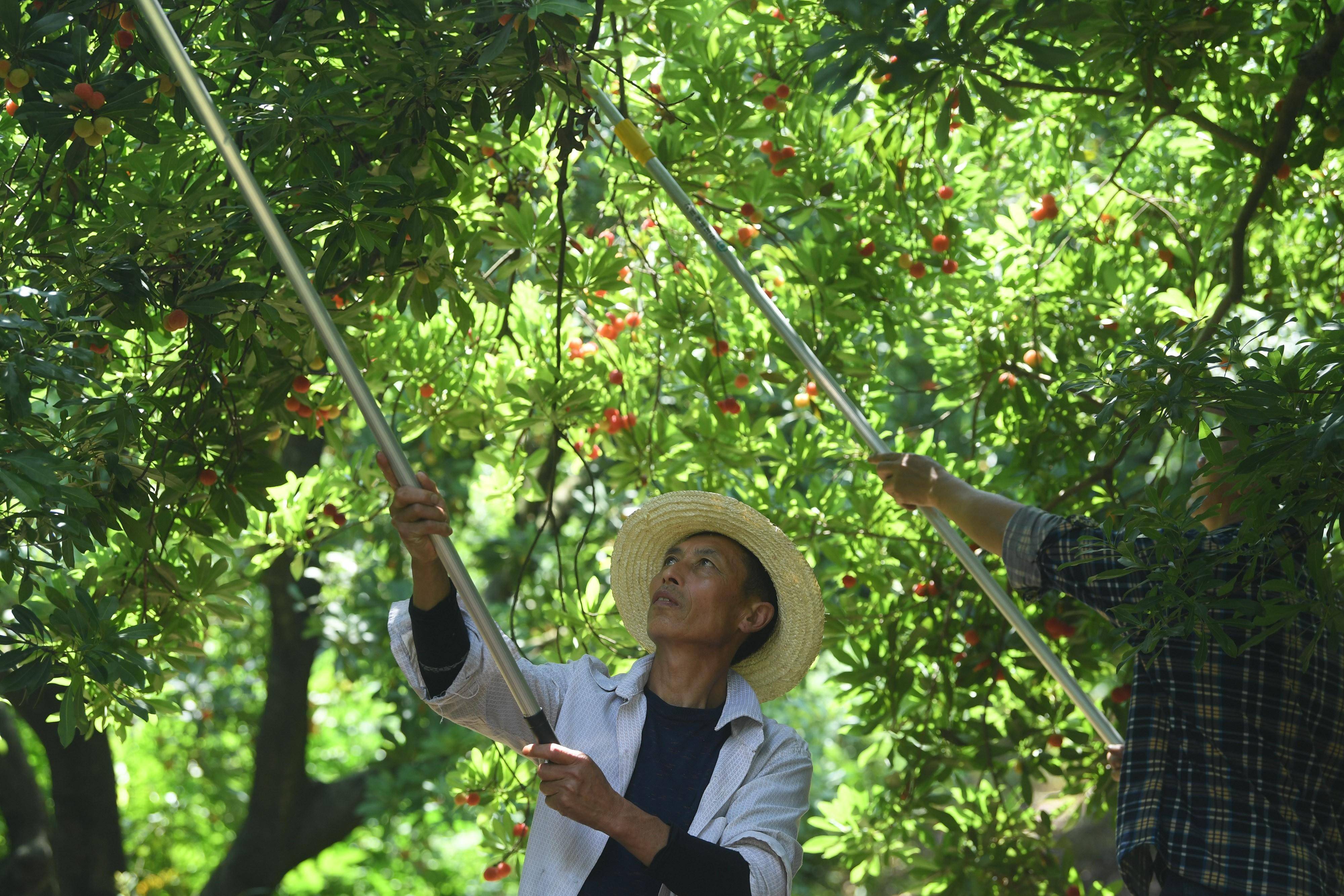 6月13日,在绍兴市上虞区驿亭镇露珂家庭农场,工作人员在采摘杨梅.
