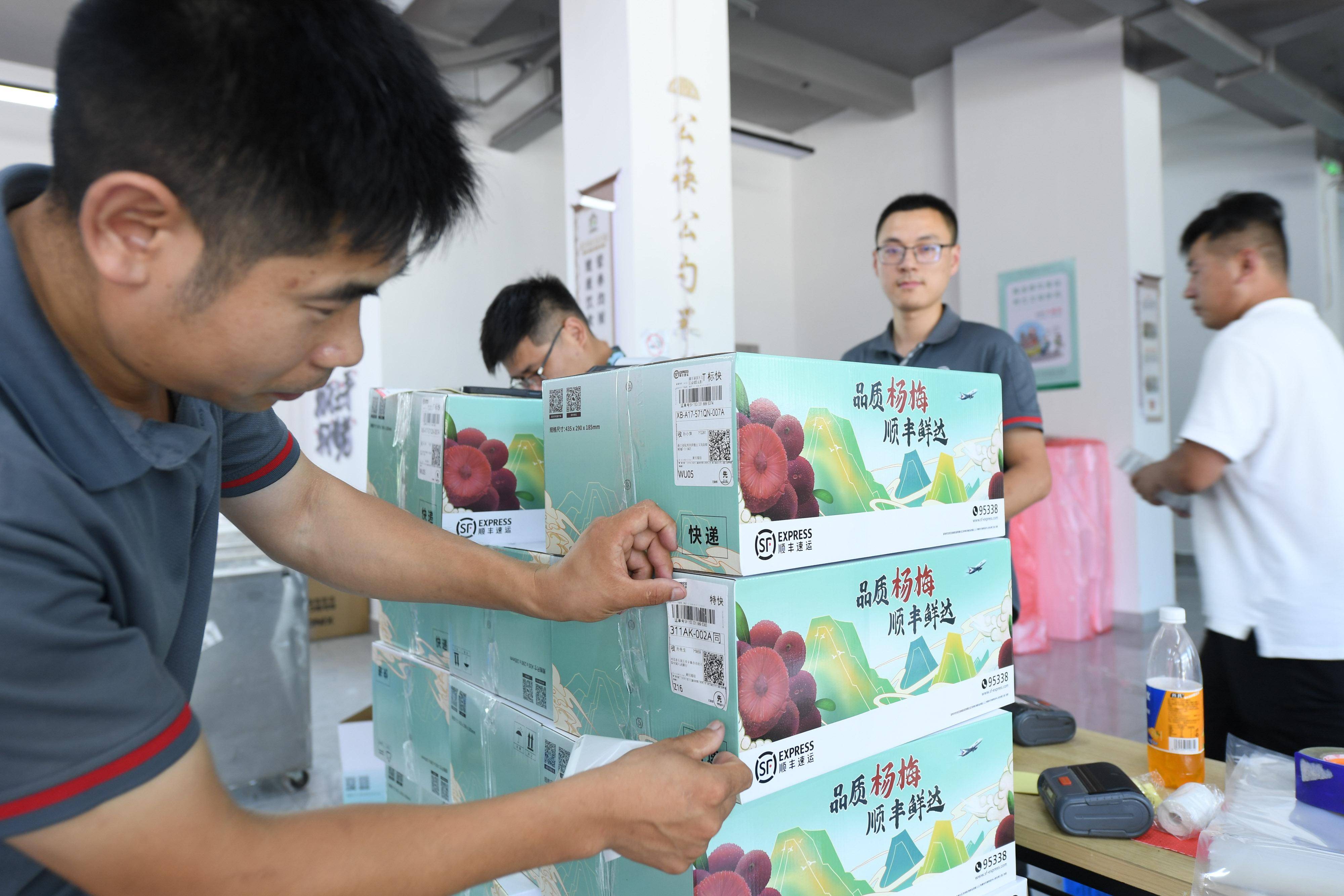 6月13日,在绍兴市上虞区驿亭镇露珂家庭农场,工作人员在采摘杨梅.