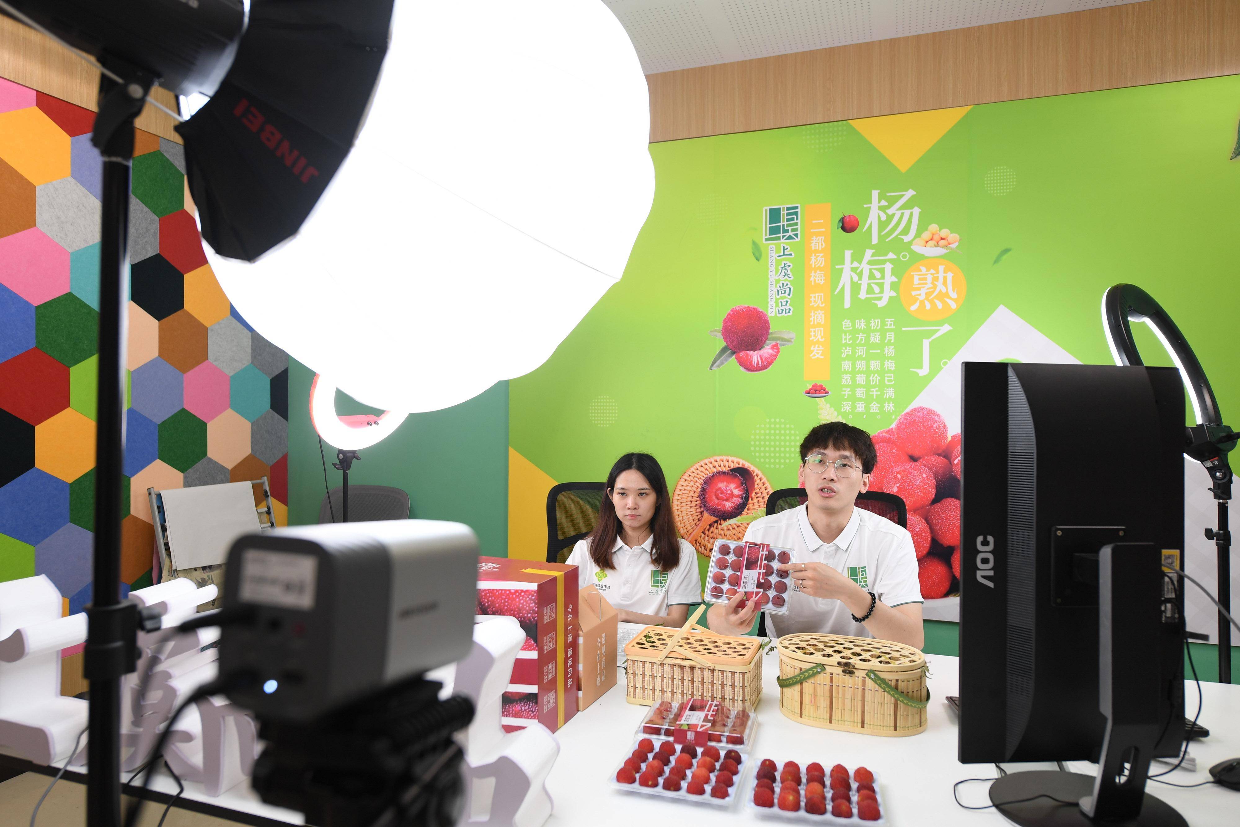 摄6月13日,在绍兴市上虞区驿亭镇露珂家庭农场,工作人员在采摘杨梅