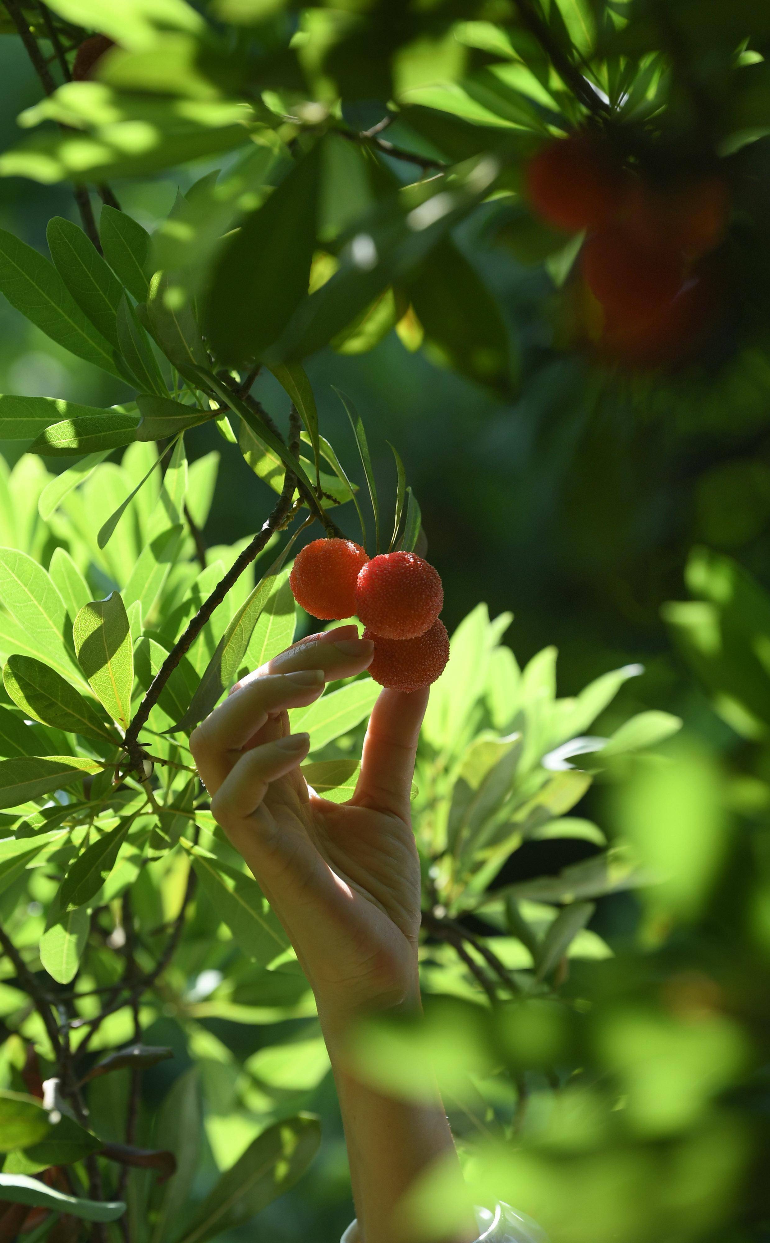 6月13日,在绍兴市上虞区驿亭镇露珂家庭农场,游客在采摘杨梅.