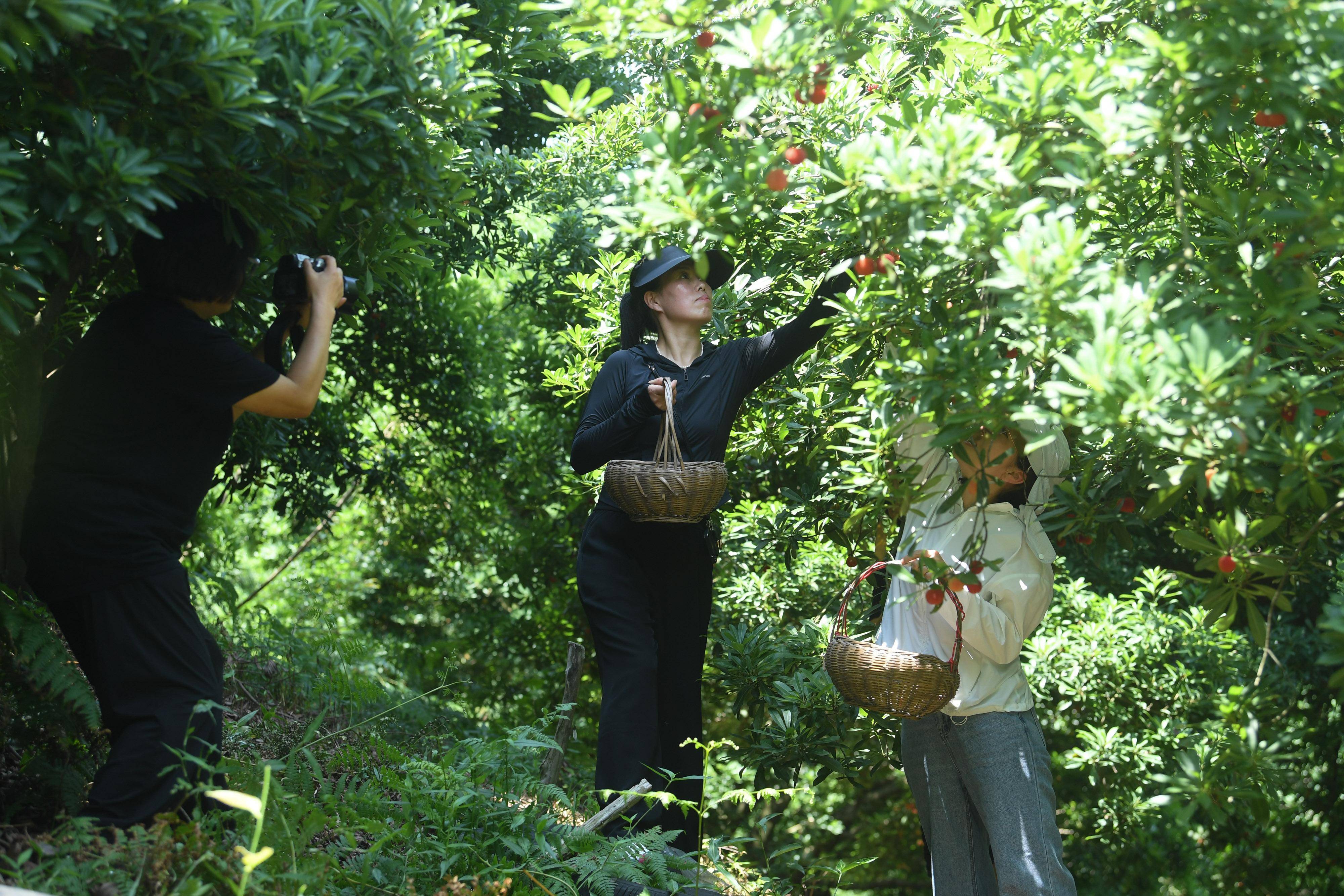 6月13日,在绍兴市上虞区驿亭镇露珂家庭农场,游客在体验杨梅采摘.