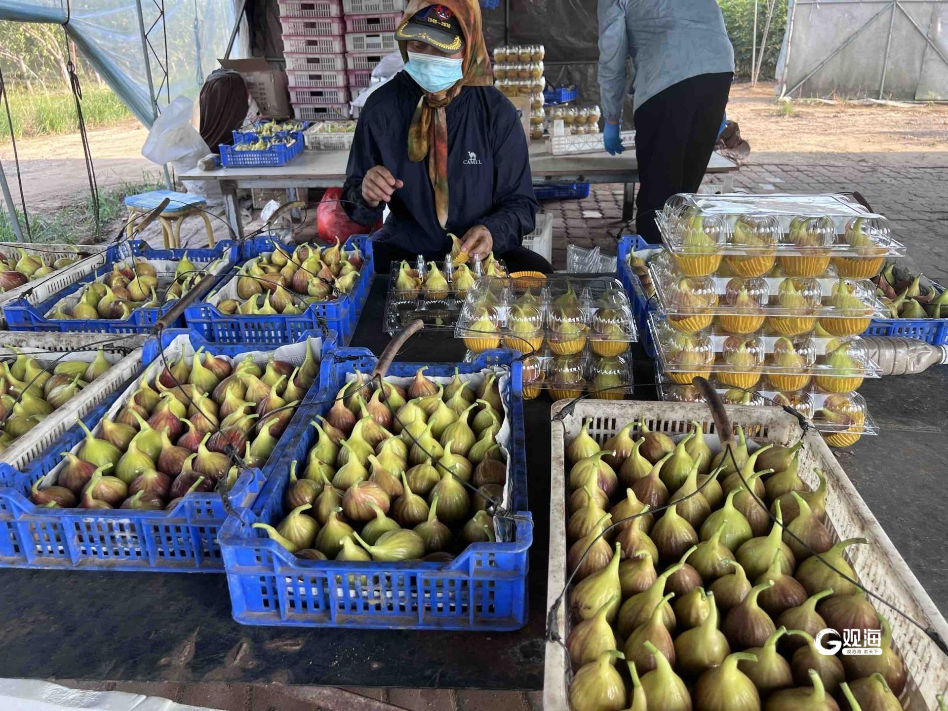 历时8年,青岛村民把无花果种成"致富果"