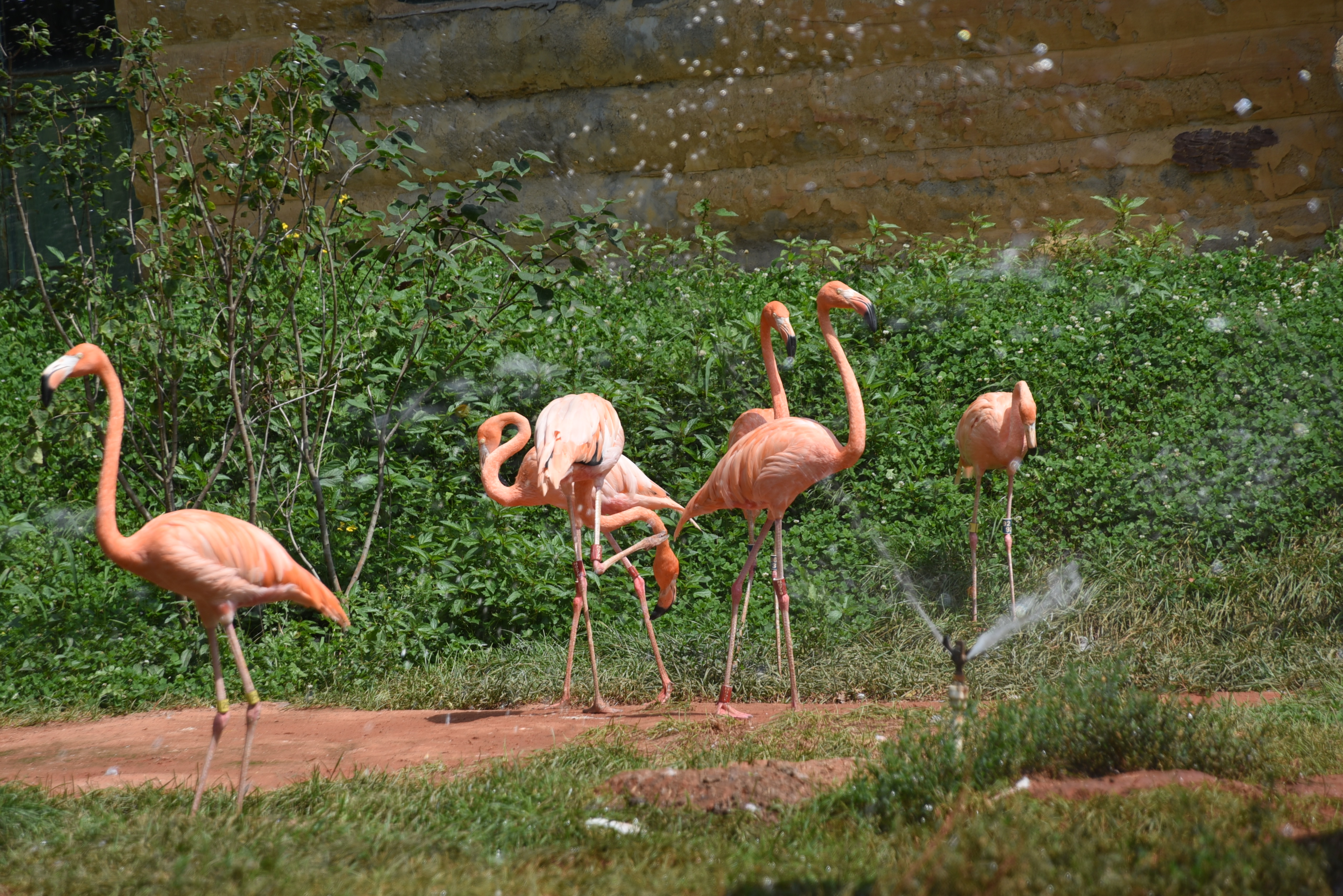 哈尔滨北方森林动物园防暑降温安心"过三伏" 1.4米以下儿童免费入园