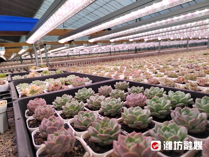 愈出愈奇青州多肉产业开辟新花路