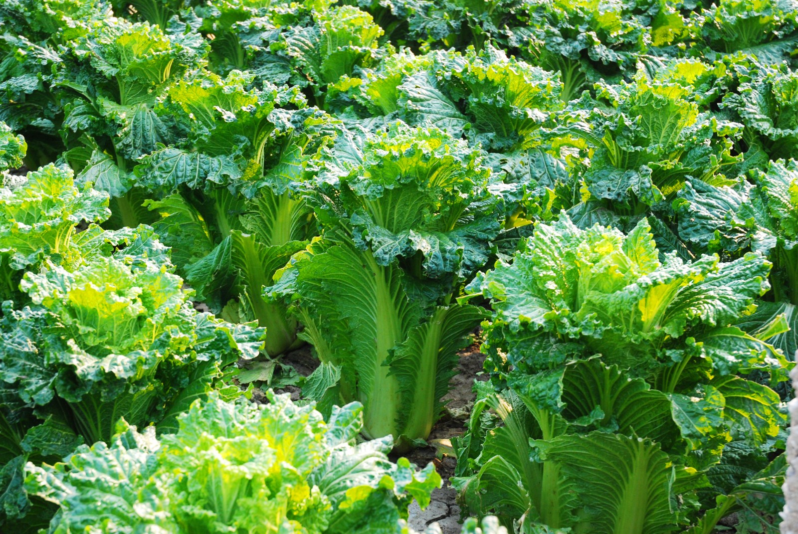 镜头丨立冬时节 滨城菜农忙着采收鲜嫩大白菜