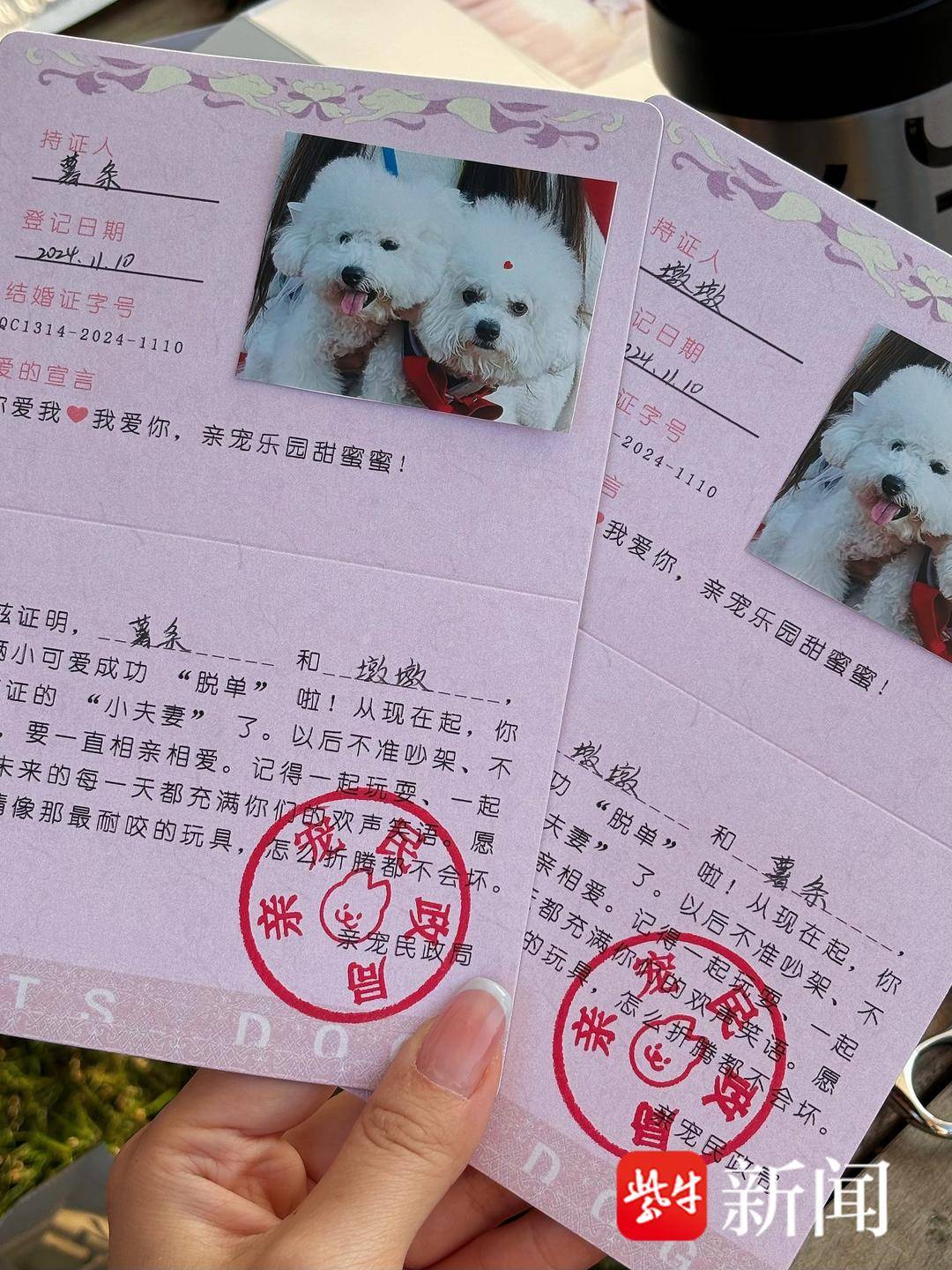 比熊犬墩墩顺利拍摄了"结婚照","我们经常一起遛狗,带狗狗出门玩耍