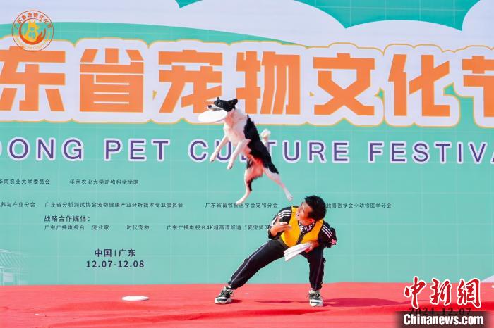 宠物赛事互动游戏_宠物狗大赛 电影_华南农业大学宠物文化节